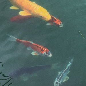 Meet your Posher, Mia